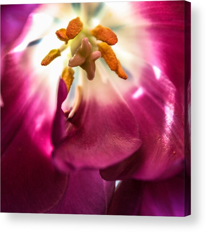 Tulip Acrylic Print featuring the photograph Forever #2 by Bobby Villapando