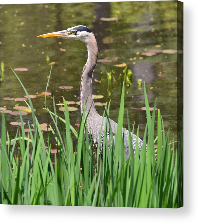 Heron Acrylic Print featuring the photograph Great Blue Heron #1 by Ken Stampfer