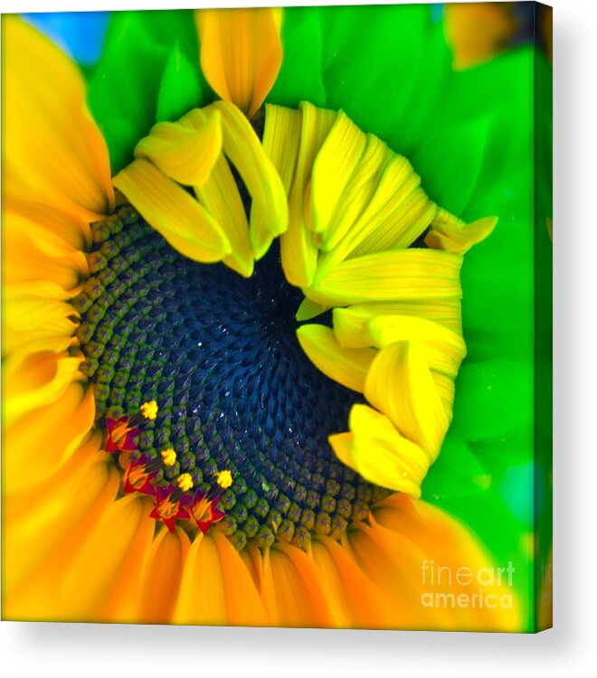 Photograph Of Sunflower Acrylic Print featuring the photograph In the Beginning #1 by Gwyn Newcombe