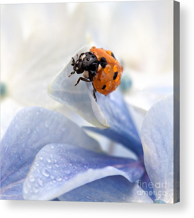 Ladybug Acrylic Print featuring the photograph Ladybug by Nailia Schwarz