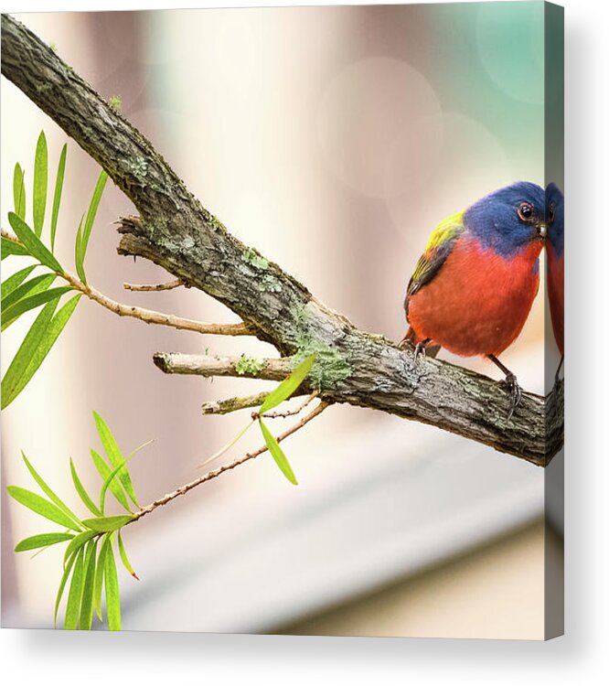 Bird Acrylic Print featuring the photograph Male Painted Bunting #1 by Norman Peay