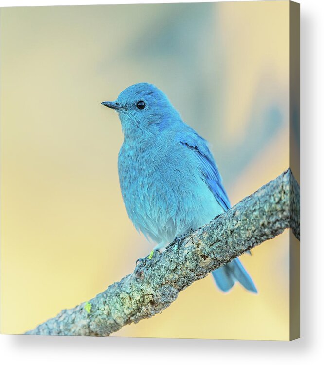 Bird Acrylic Print featuring the photograph Mountain Bluebird #1 by Angie Vogel