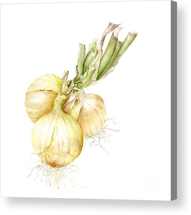 Farmers Market Acrylic Print featuring the painting Onions #1 by Fran Henig