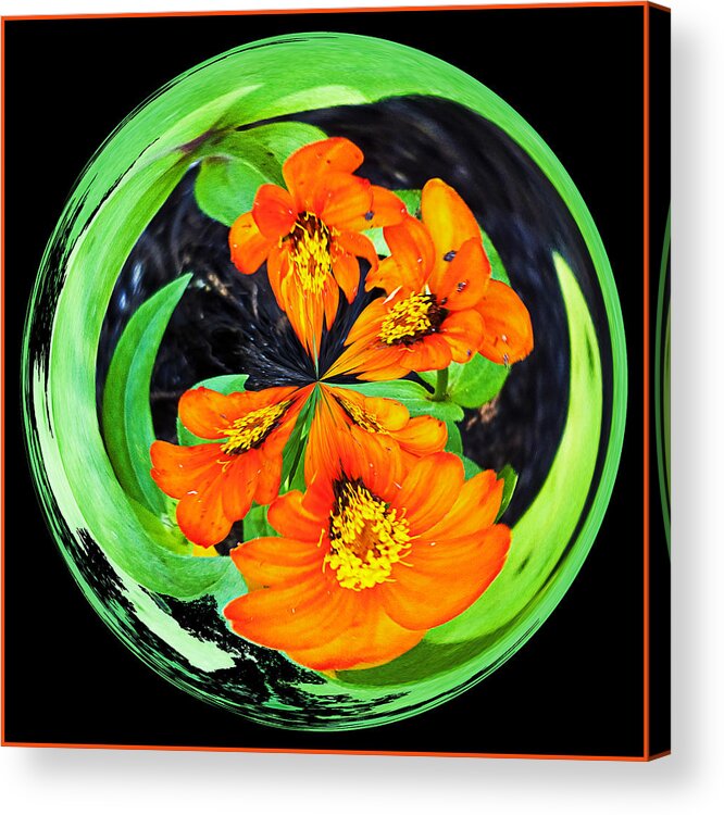 Orange Acrylic Print featuring the photograph Orange Zinnia Orb #1 by Bill Barber