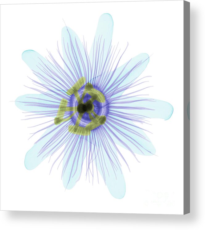 X-ray Acrylic Print featuring the photograph Passion Flower, X-ray by Ted Kinsman