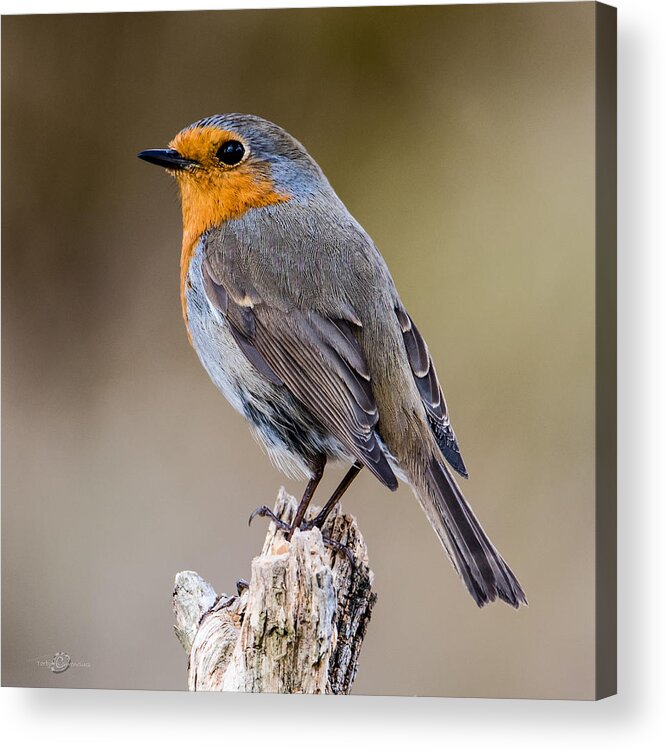 Perching Acrylic Print featuring the photograph Perching Robin by Torbjorn Swenelius