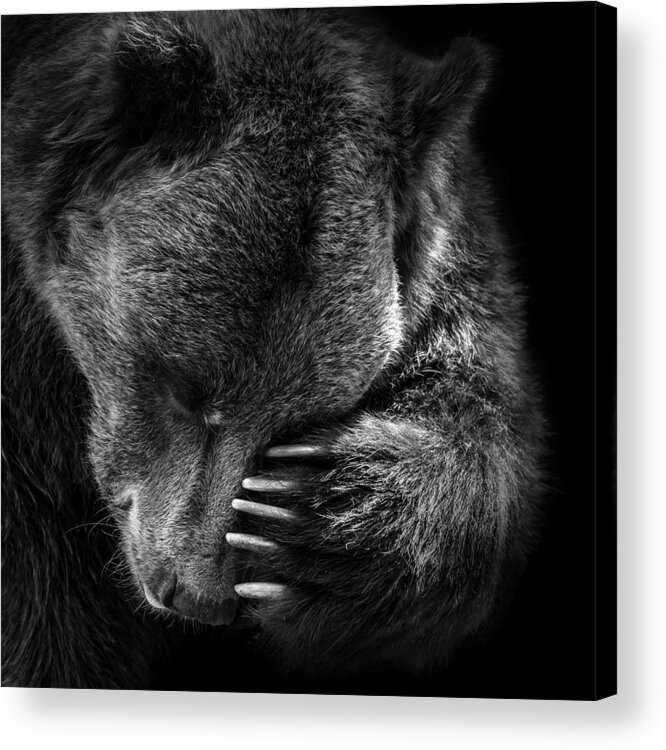 Bear Acrylic Print featuring the photograph Portrait of Bear in black and white by Lukas Holas