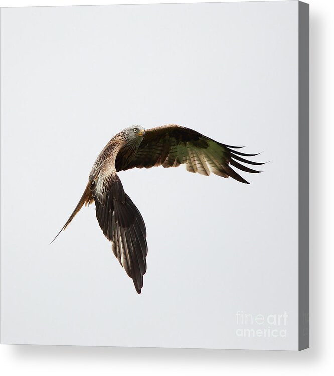 Red Kite Acrylic Print featuring the photograph Red Kite in flight #1 by Maria Gaellman
