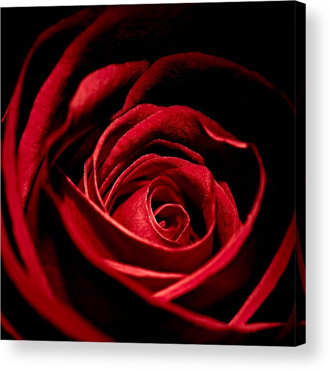 Anniversary Acrylic Print featuring the photograph Rose I by Andreas Freund