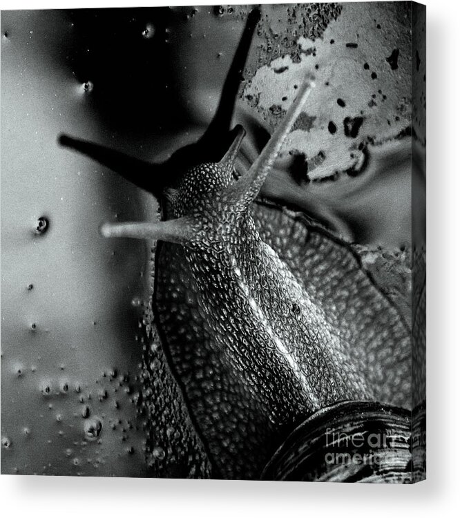 Aged Acrylic Print featuring the photograph Snail #1 by Stelios Kleanthous