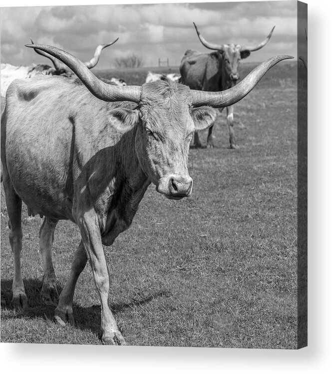 Texas Longhorns Acrylic Print featuring the photograph Texas Longhorns #1 by Robert Bellomy