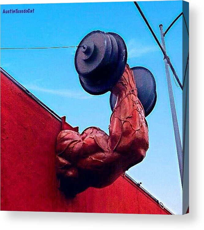 Keepaustinweird Acrylic Print featuring the photograph #workingout Is Really #nofun! #weights #1 by Austin Tuxedo Cat