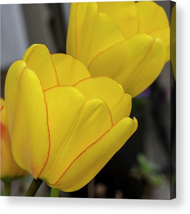 Tulips Acrylic Print featuring the photograph Yellow by Cathy Kovarik