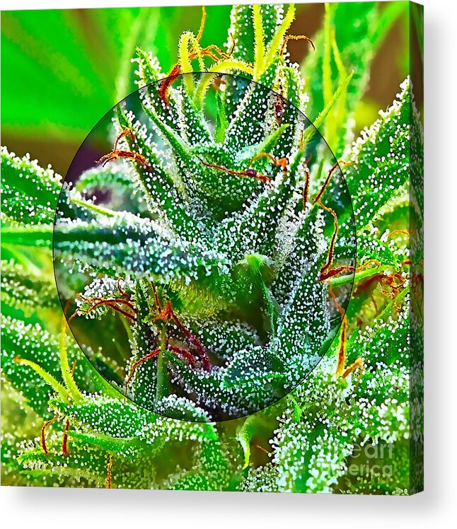 Cannabis Acrylic Print featuring the mixed media Cannabis 420 Collection #16 by Marvin Blaine