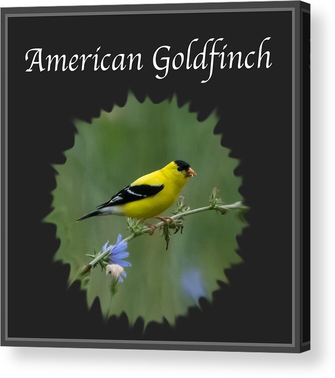 American Goldfinch Acrylic Print featuring the photograph American Goldfinch by Holden The Moment