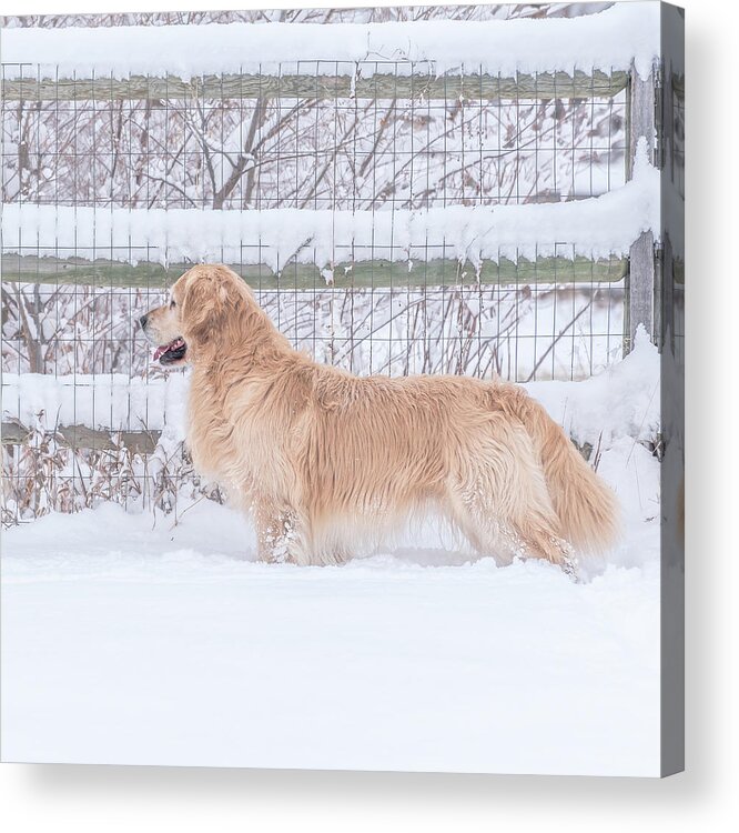 Dogs Acrylic Print featuring the photograph Ever Watchful #2 by Jennifer Grossnickle