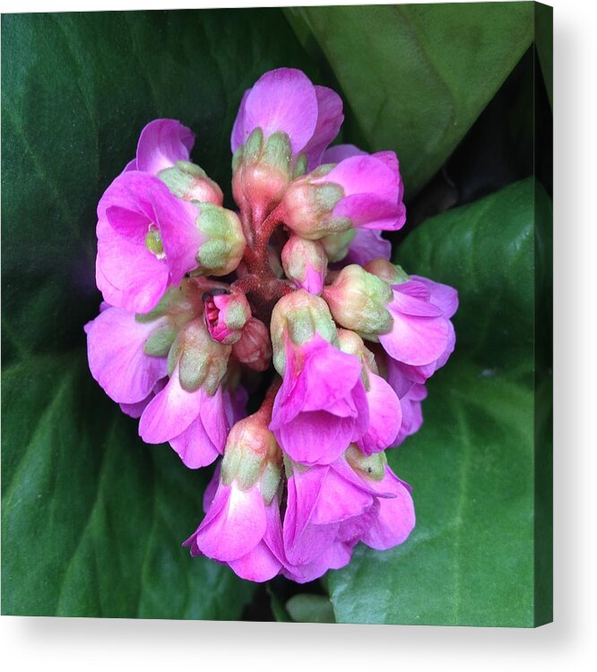 Flower Acrylic Print featuring the photograph In Bloom #2 by Anne Thurston
