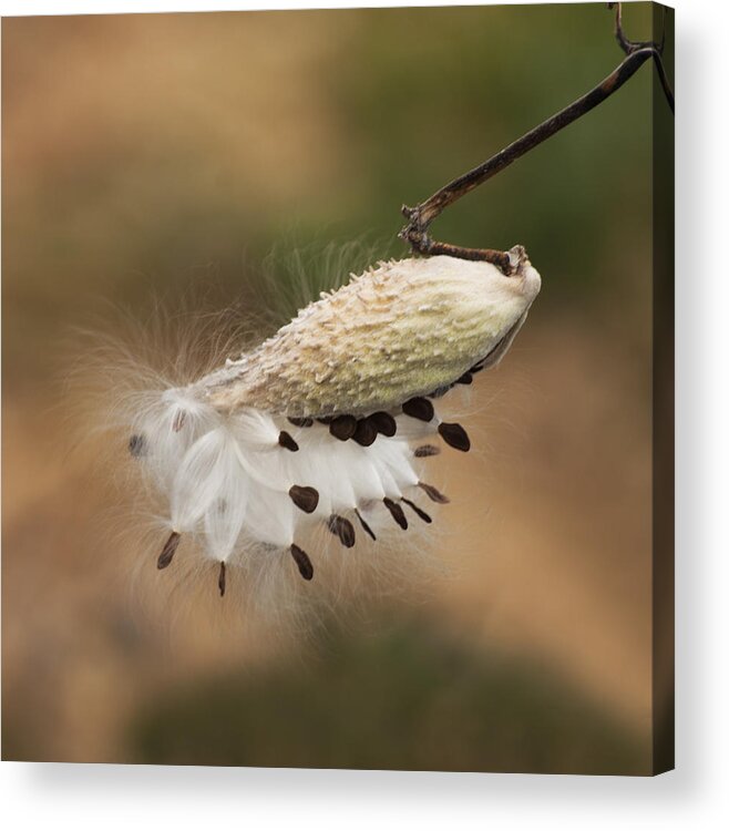 Pods Acrylic Print featuring the photograph Milkweed Pod #2 by Elsa Santoro