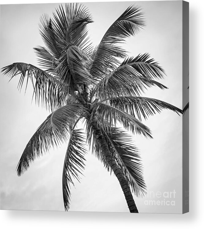Palm Acrylic Print featuring the photograph Palm tree 1 by Elena Elisseeva