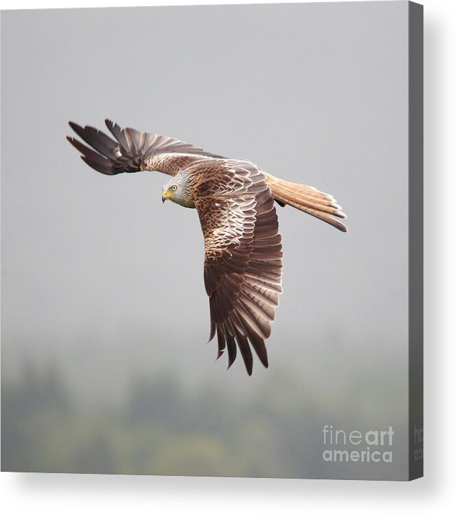 Red Kite Acrylic Print featuring the photograph Red Kite in flight #2 by Maria Gaellman