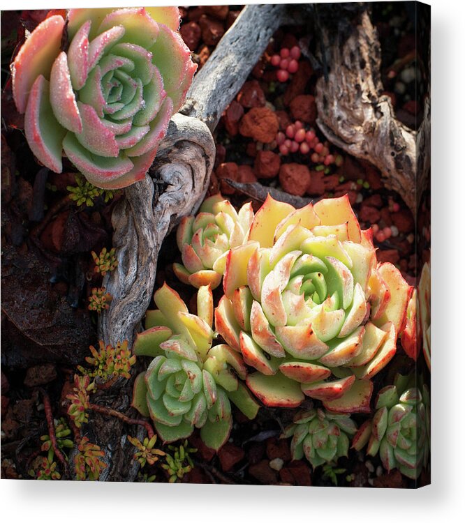 Succulent Acrylic Print featuring the photograph Succulents #2 by Catherine Lau