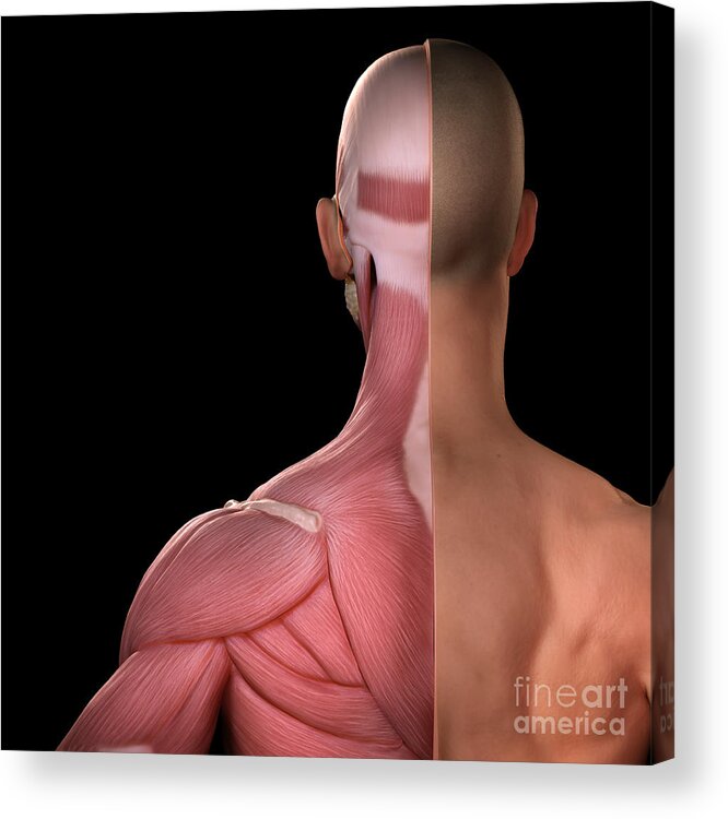 Digitally Generated Image Acrylic Print featuring the photograph Upper Body Muscles #2 by Science Picture Co