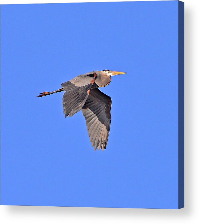 Great Blue Heron Acrylic Print featuring the photograph Great Blue Heron #3 by Ken Stampfer