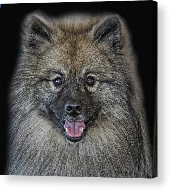 Keeshond Acrylic Print featuring the photograph Keeshond #3 by Larry Linton
