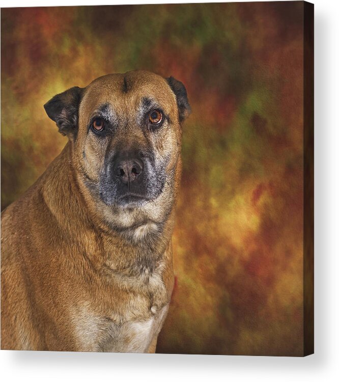 Animal Acrylic Print featuring the photograph Mabel #3 by Brian Cross