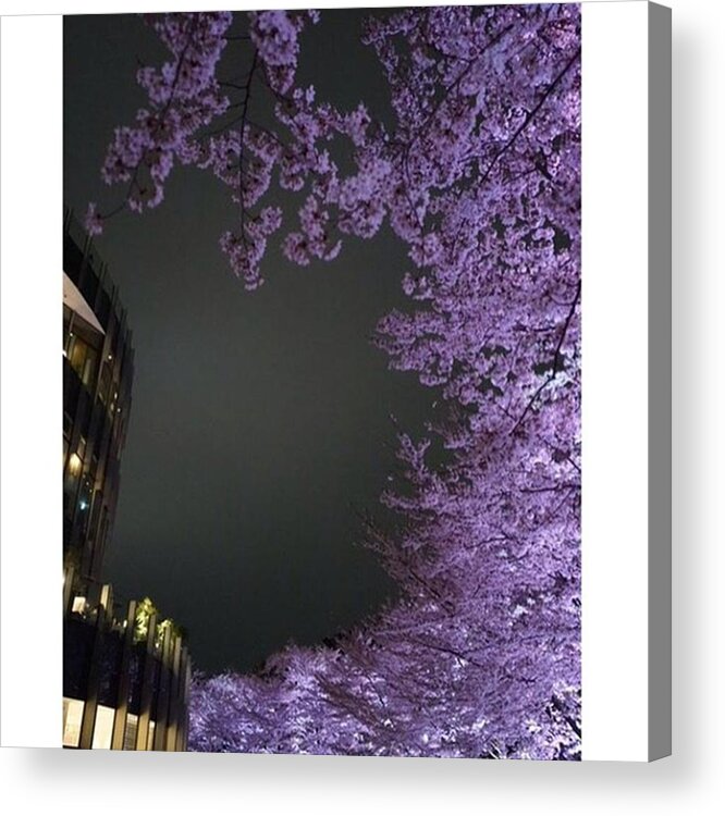 Tagforlikes Acrylic Print featuring the photograph 夜桜
#l4l #love #ff #3 by Yuka Uemura