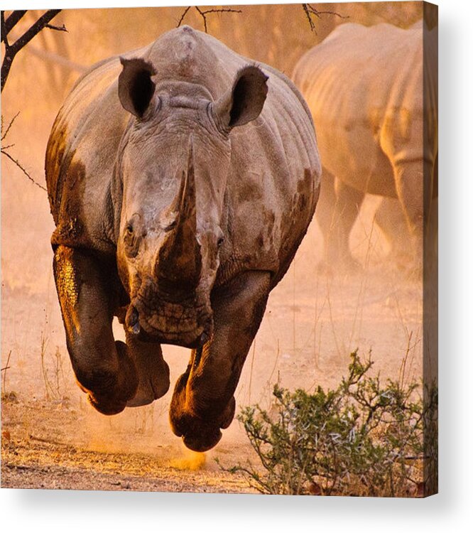 Rhino Acrylic Print featuring the photograph Rhino #3 by Jackie Russo