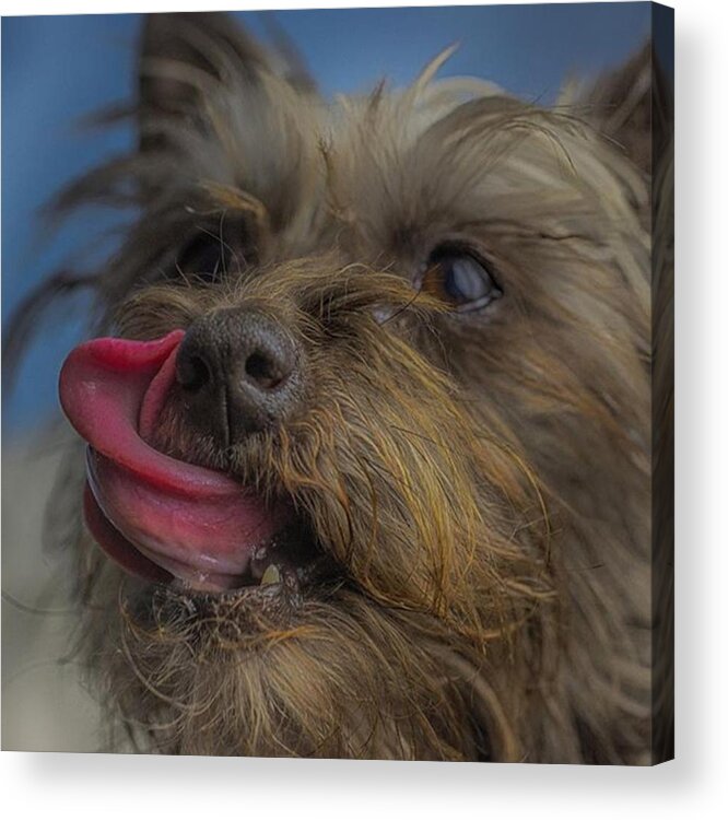 Love Acrylic Print featuring the photograph The Dog Tongue Is Speaking. Listen #3 by David Haskett II