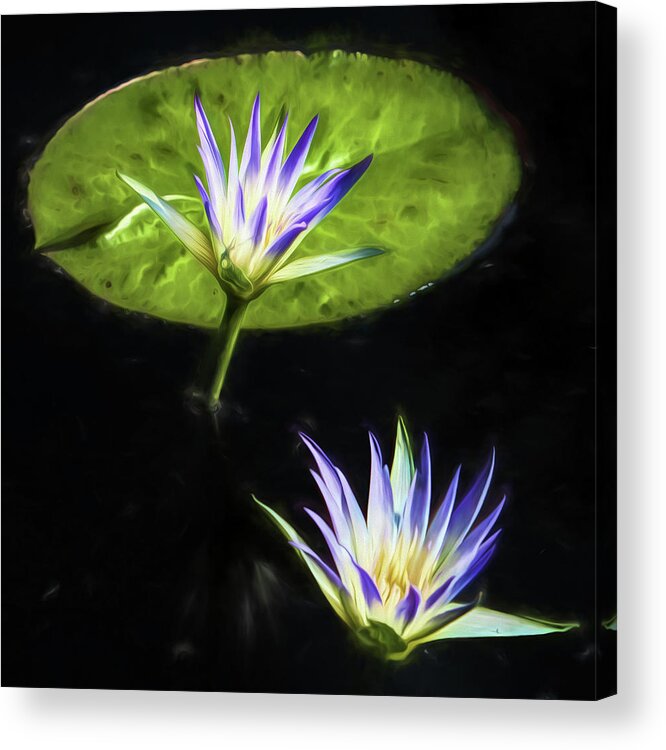 Water Lilies Acrylic Print featuring the photograph Water Lilies #3 by John Freidenberg