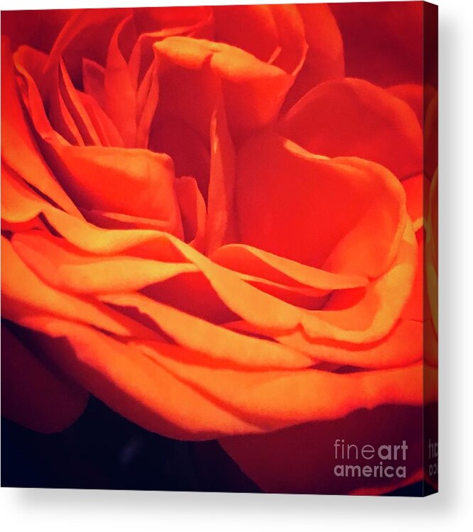 Orange Acrylic Print featuring the photograph Flower by Deena Withycombe