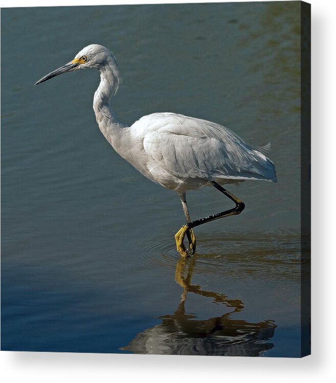 Snowy Egret Acrylic Print featuring the photograph Snowy Egret by Tam Ryan