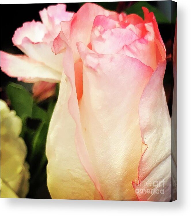 Pink Acrylic Print featuring the photograph Rose by Deena Withycombe