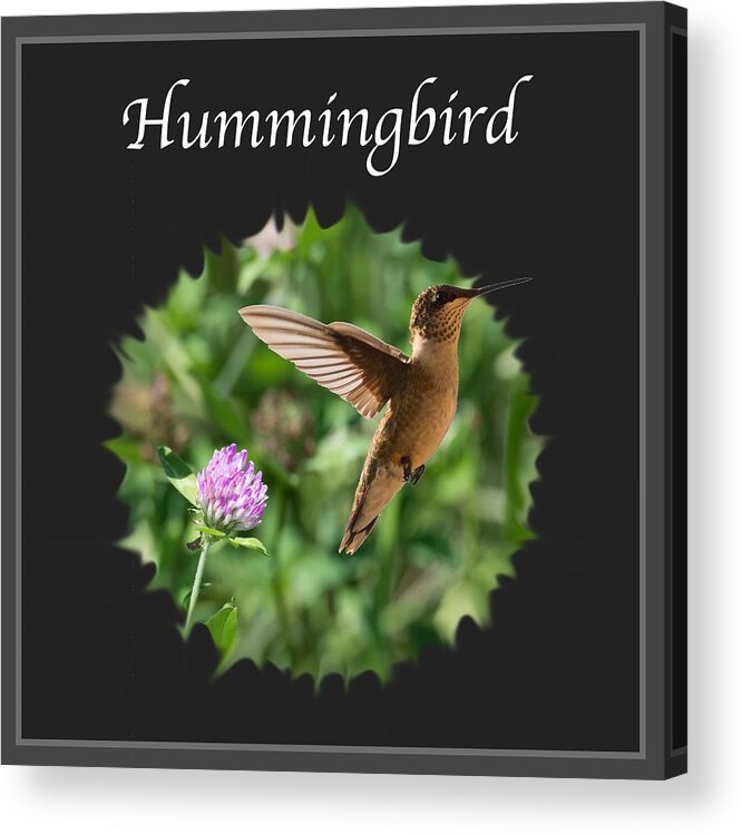 Hummingbird Acrylic Print featuring the photograph Hummingbird by Holden The Moment