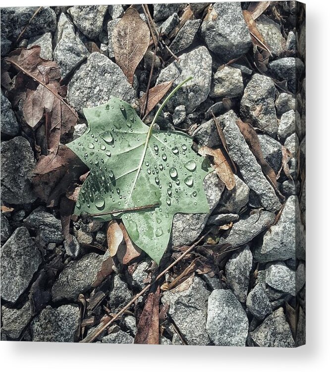Leaves Acrylic Print featuring the photograph Tree Star by Matt Urich