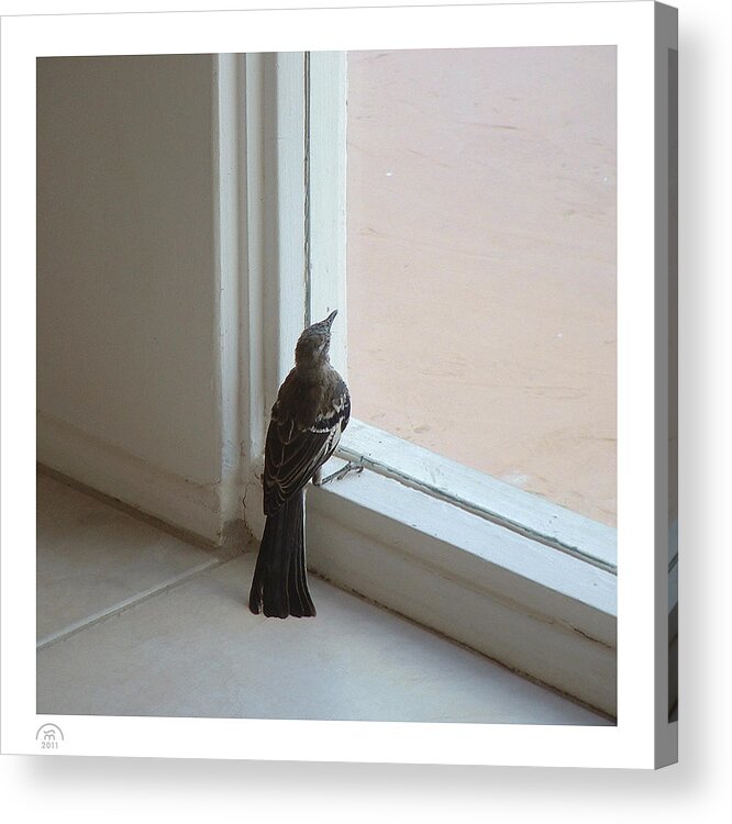 Fenestration Acrylic Print featuring the photograph A Bird at a Plate Glass Window by Stan Magnan