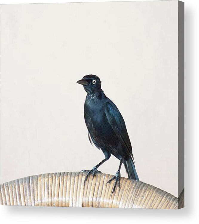 Caribgrackle Acrylic Print featuring the photograph A Carib Grackle (quiscalus Lugubris) On by John Edwards