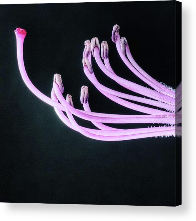Beautiful Acrylic Print featuring the photograph A Close Up Of The Reproductive Parts Of by John Edwards