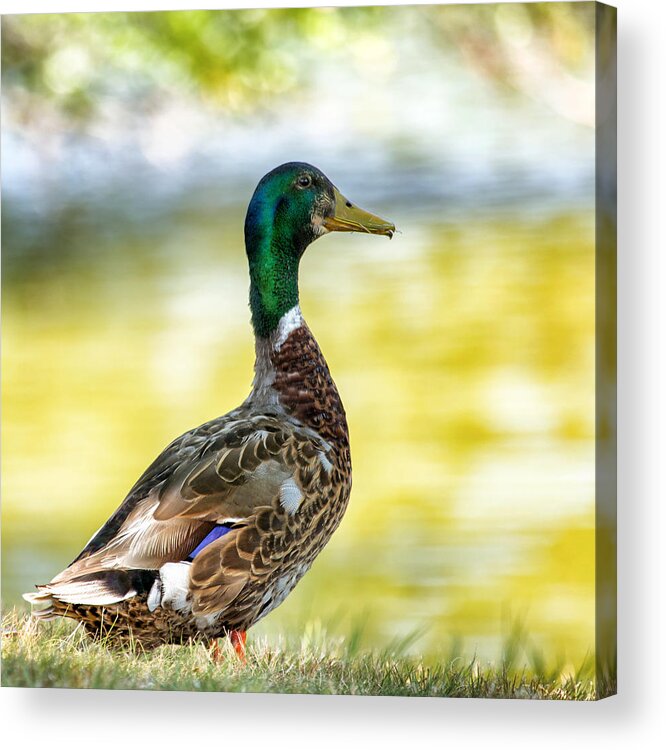 Male Duck Acrylic Print featuring the photograph A Ducky View by Bill and Linda Tiepelman
