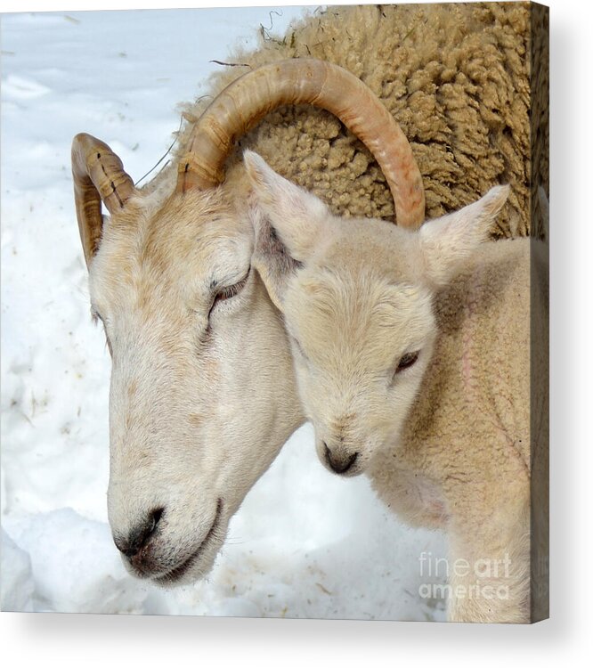 Animal Acrylic Print featuring the photograph A Father's Love by Lorraine Cosgrove