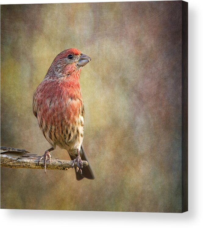 Carpodacus Acrylic Print featuring the photograph A Finch With Flair by Bill and Linda Tiepelman
