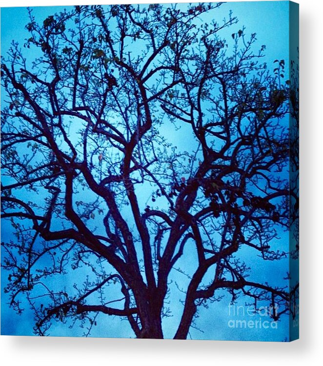 Tree Acrylic Print featuring the photograph A Moody Broad by Denise Railey