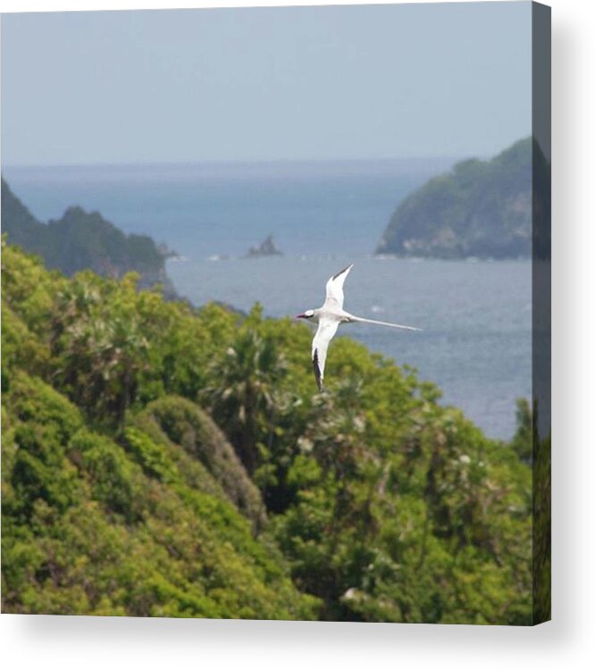 Tropicbird Acrylic Print featuring the photograph A Red-billed Tropicbird (phaethon by John Edwards