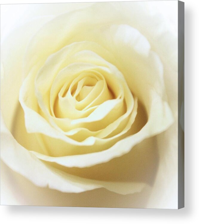 Rose Acrylic Print featuring the photograph A Rose... by Elizabeth Budd