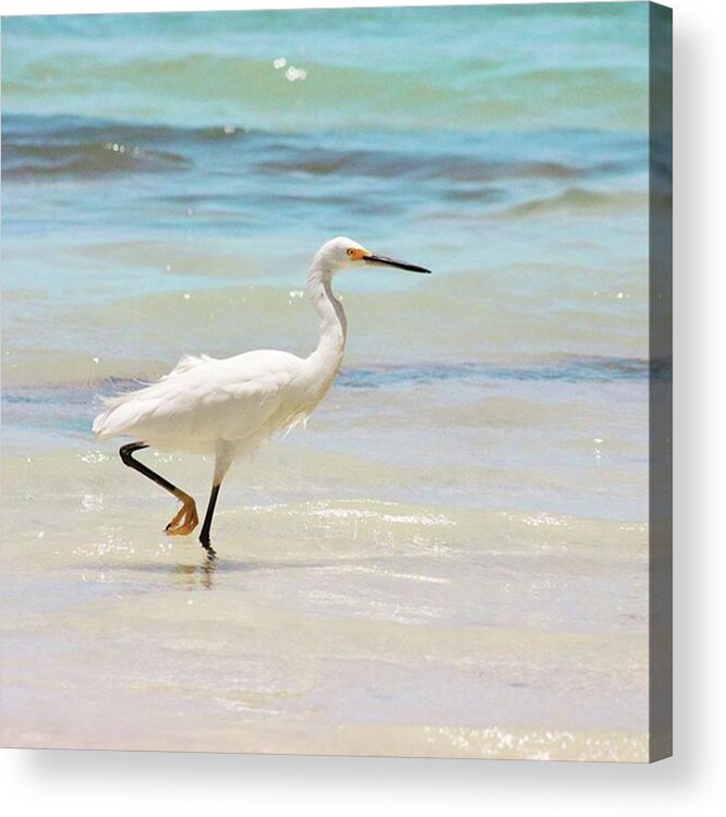 Egret Acrylic Print featuring the photograph A Snowy Egret (egretta Thula) At Mahoe by John Edwards