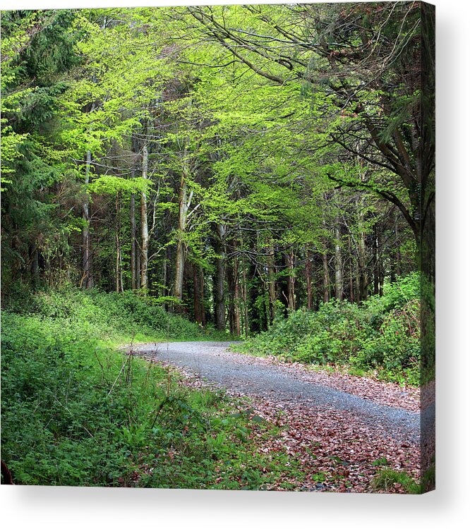 Forest Acrylic Print featuring the photograph A Walk in the Woods by Tom Doherty