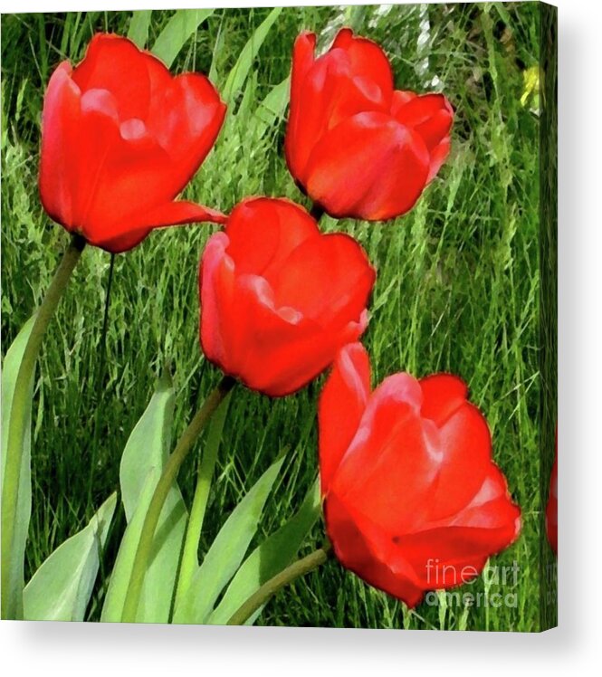 Four Red Tulips Acrylic Print featuring the photograph A Welcome Surprise by Hazel Holland